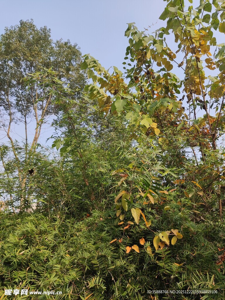 秋日繁茂树林景色