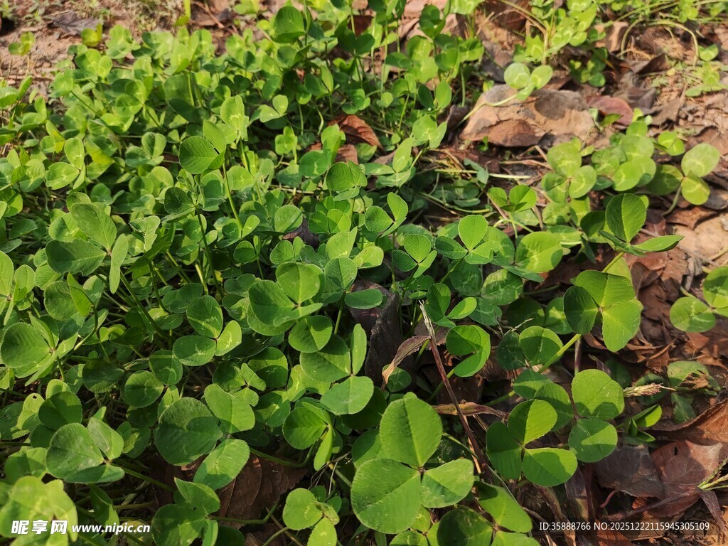 嫩绿繁茂的植物枝叶