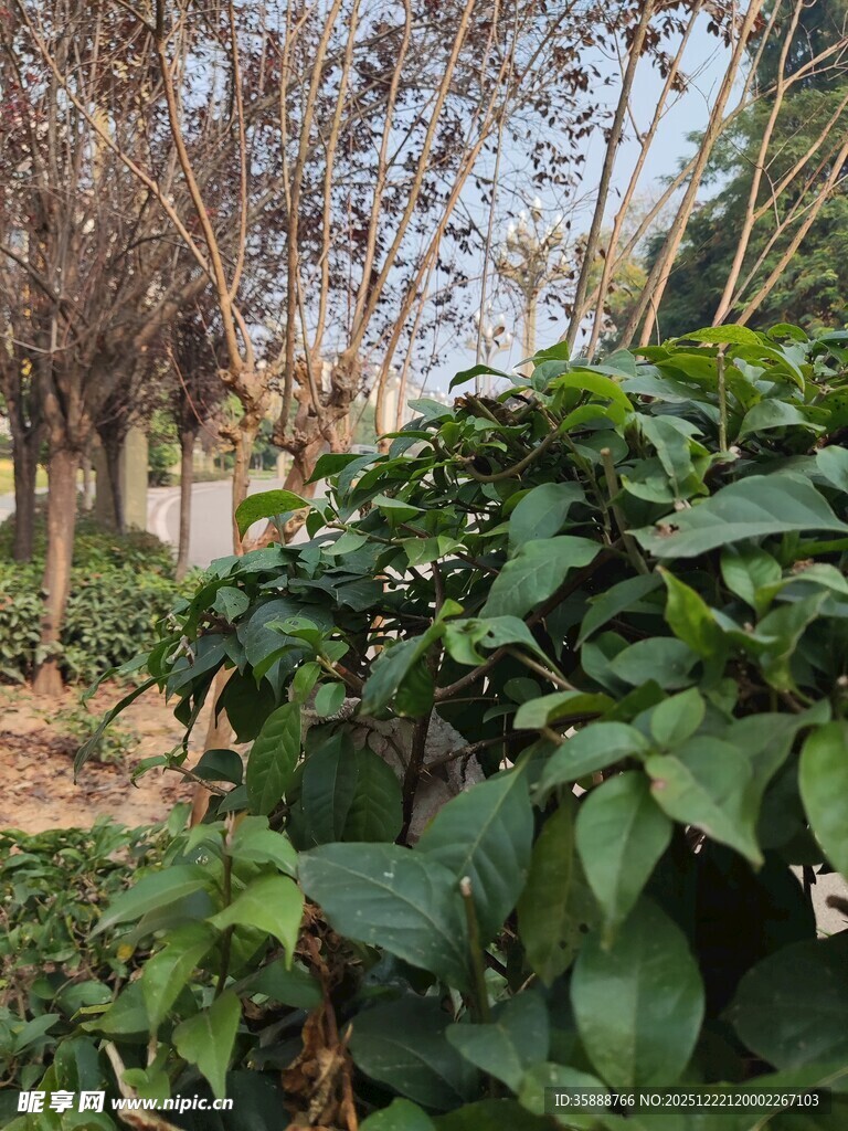 绿叶繁茂的植物景观