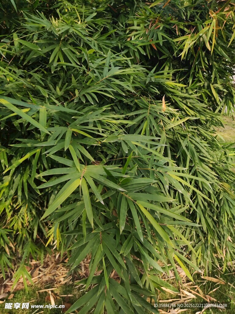 翠绿茂盛的竹叶特写