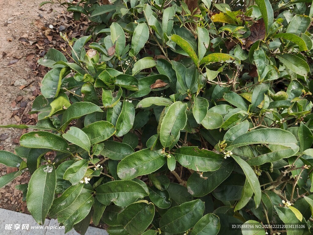 绿叶植物特写