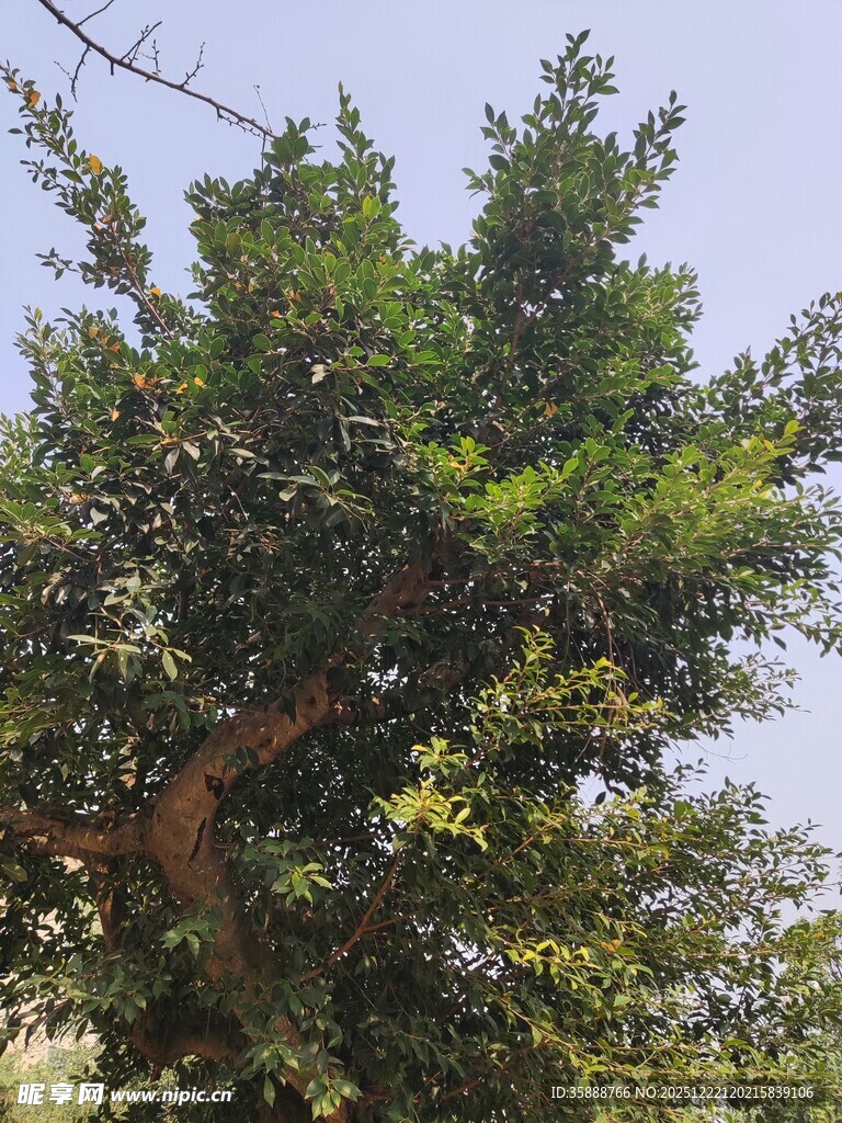 茂盛大树展现自然生机