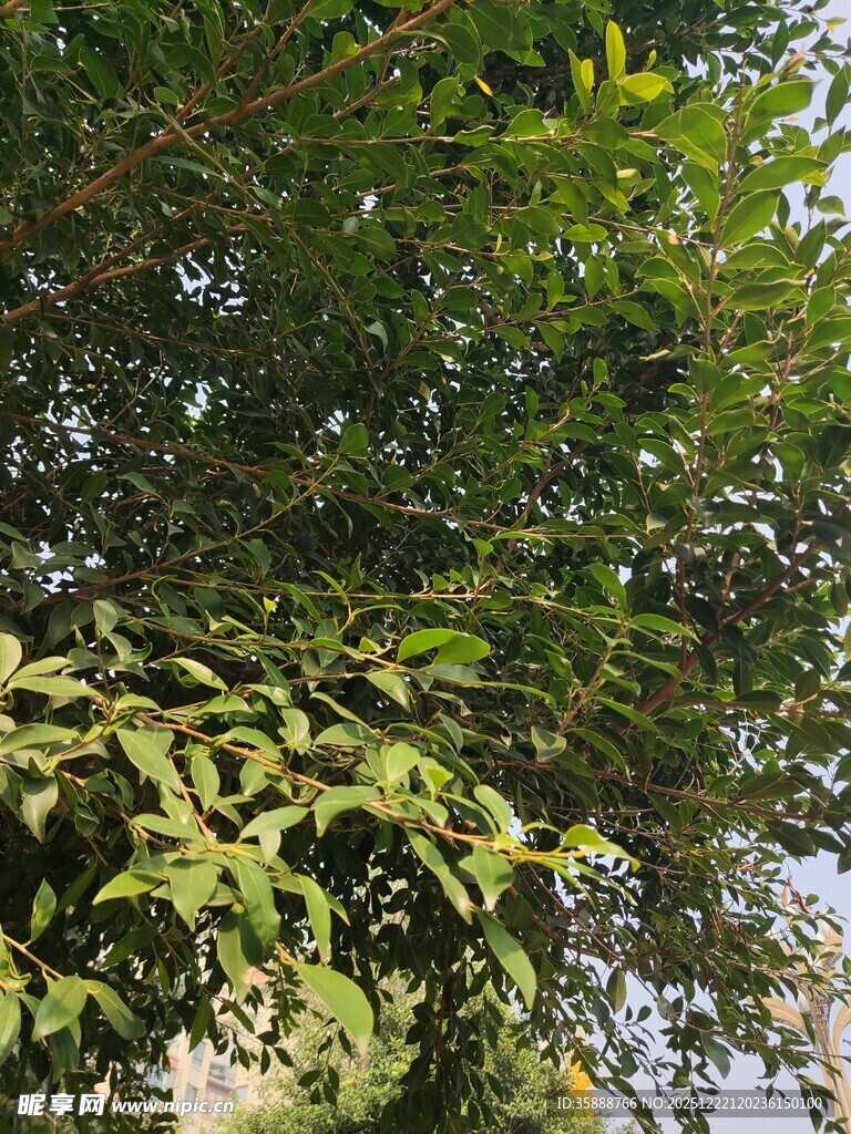 繁茂枝叶下的自然景致