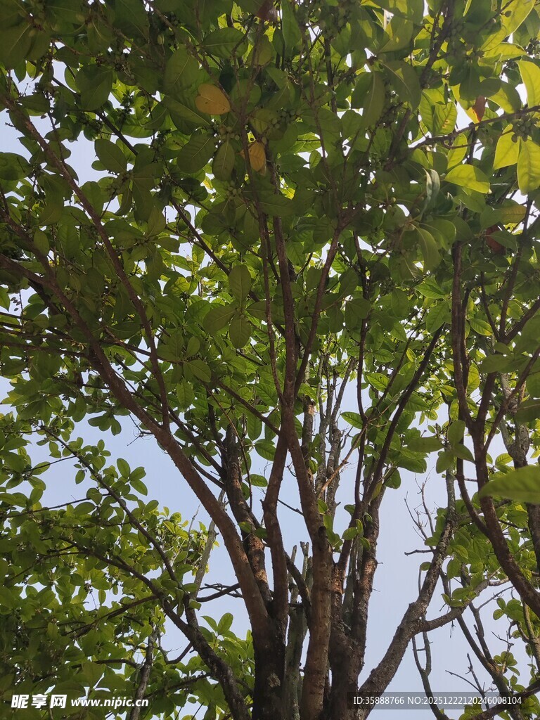 繁茂绿树枝叶间的天空