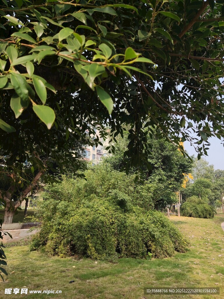 绿意盎然的户外园林景致