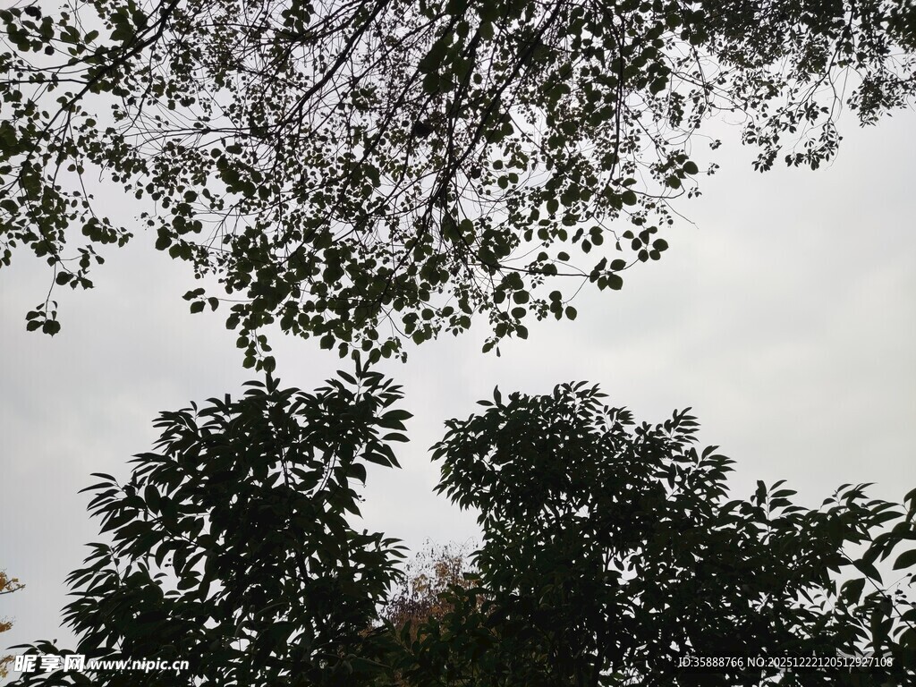 仰视树木枝叶与天空