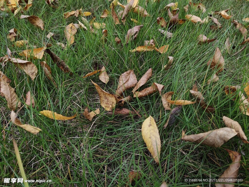 草地上的枯黄落叶