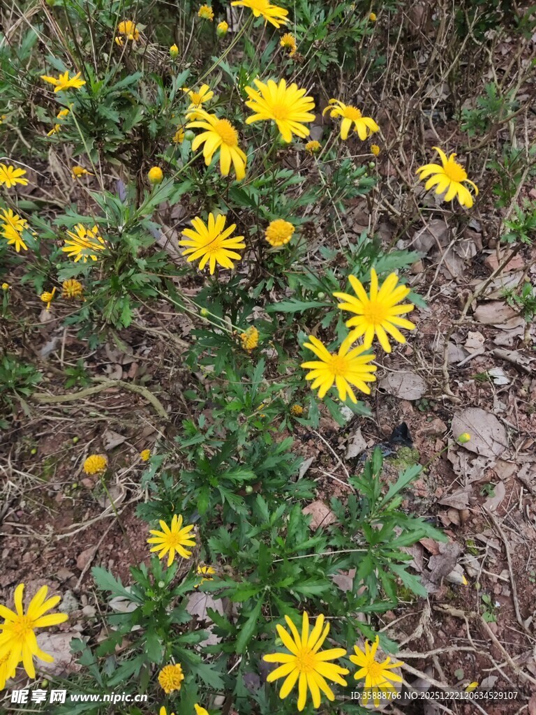 地面绽放的黄色小野花
