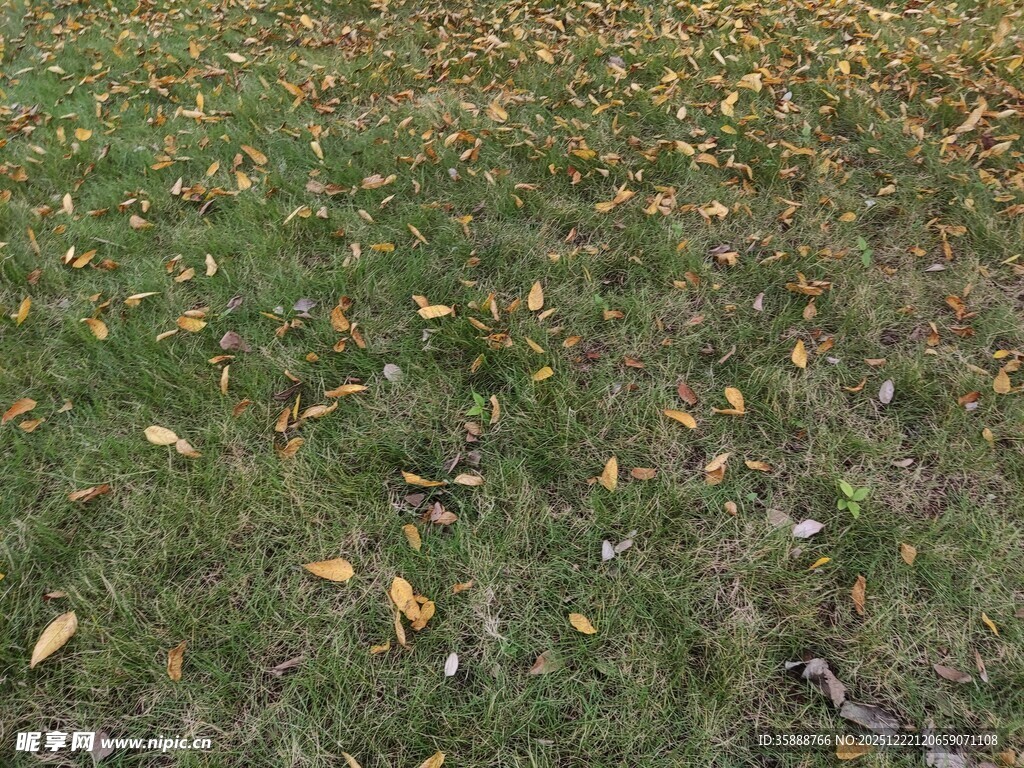 草地散落金黄秋叶