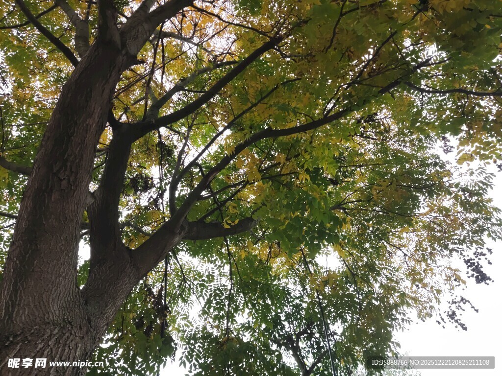 仰视下的繁茂大树