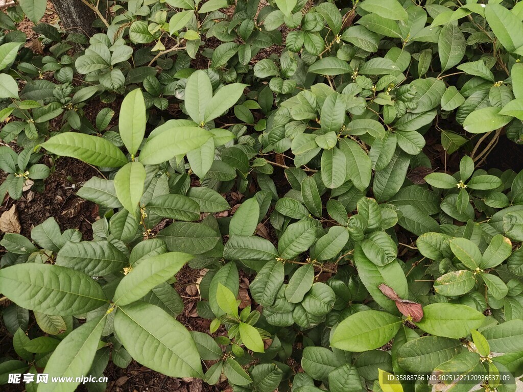 翠绿繁茂的植物叶片