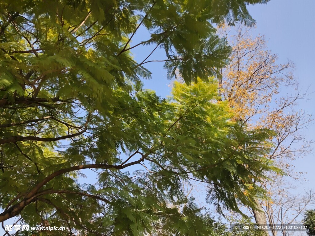 阳光下的繁茂绿树