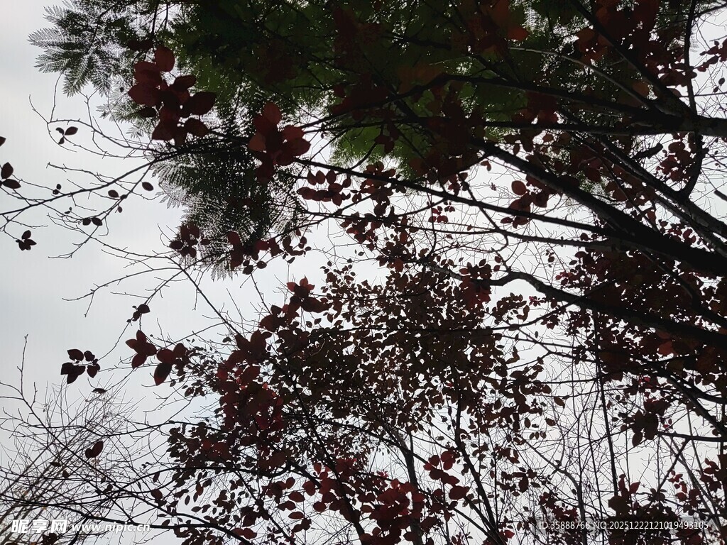 仰视树木枝叶与天空