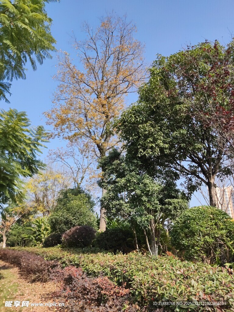 林间小径绿意盎然的景致