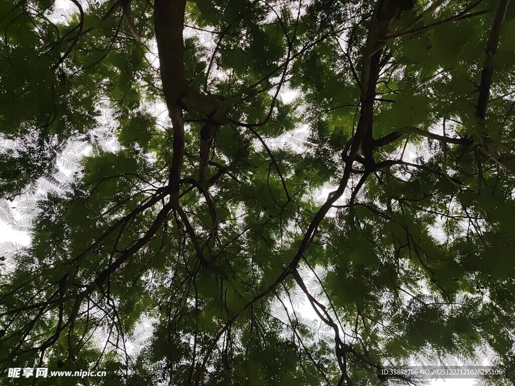 仰视茂密树冠