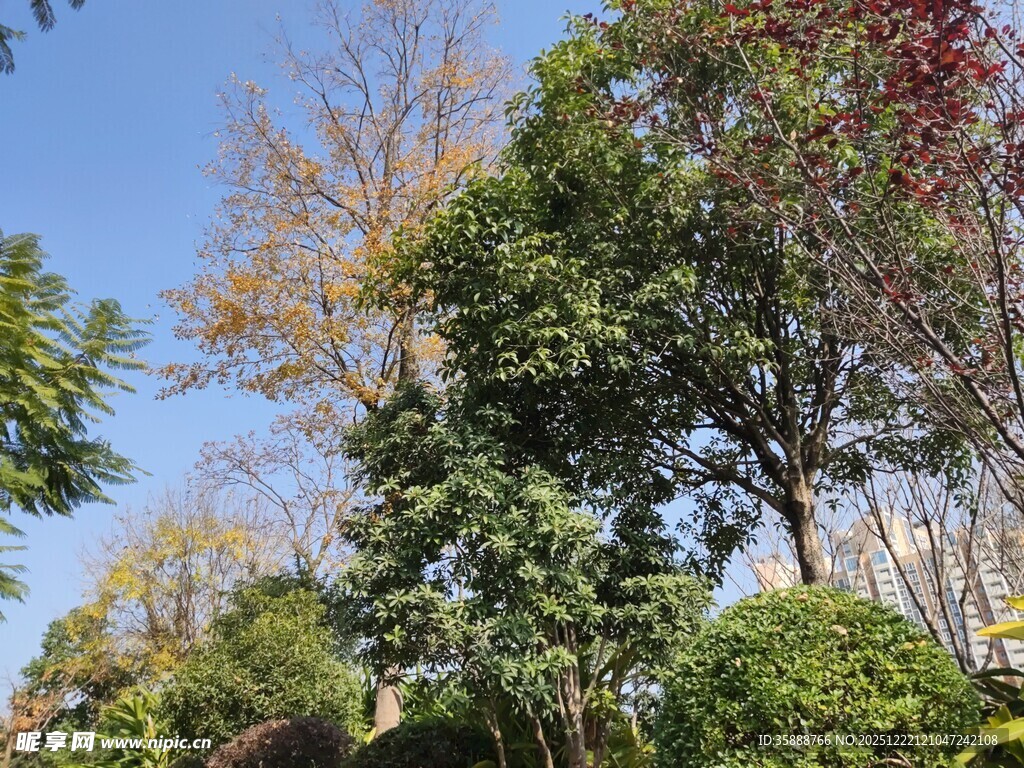 秋日多彩树木景观