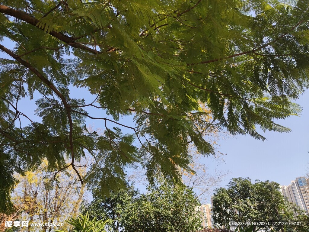 绿叶繁茂的树梢景观