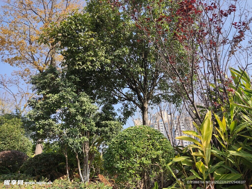 户外繁茂绿植景观