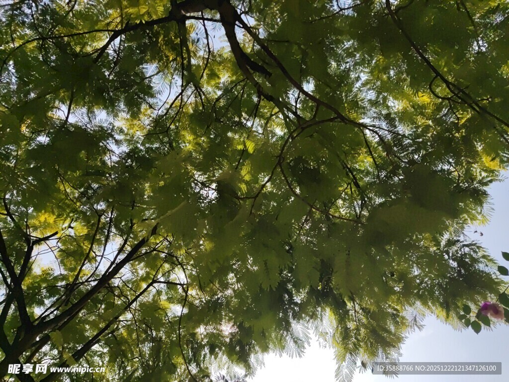 仰视翠绿繁茂的树枝树冠