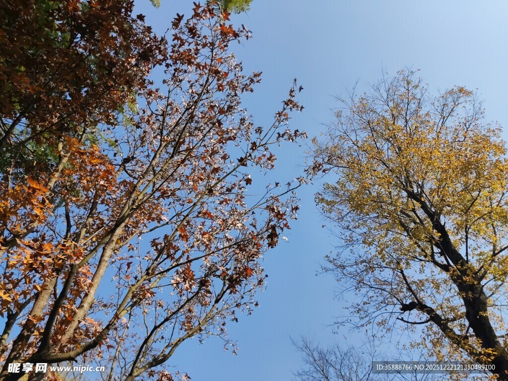 秋日树梢与蓝天美景