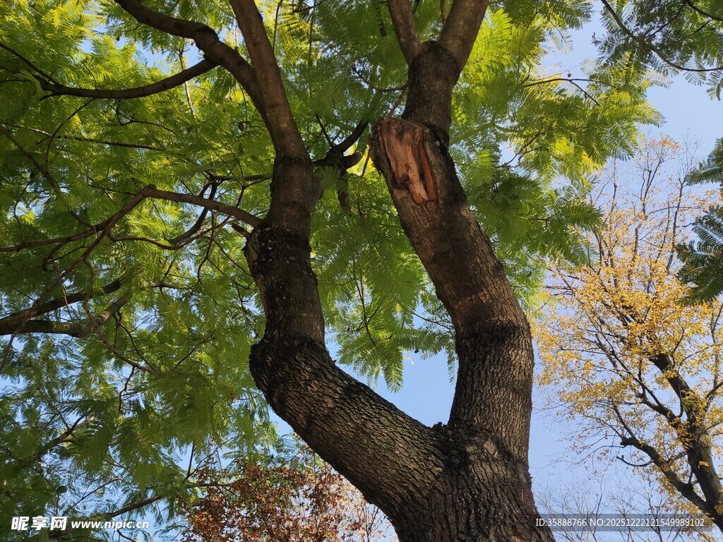 繁茂大树展现自然生机