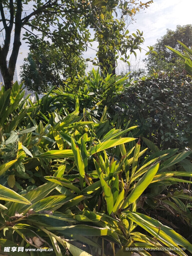 绿意盎然的户外植物景观