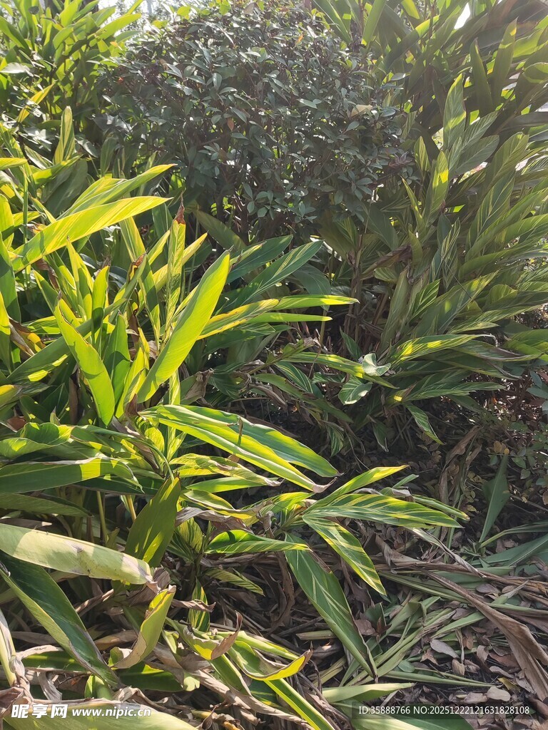 翠绿繁茂的热带植物景观