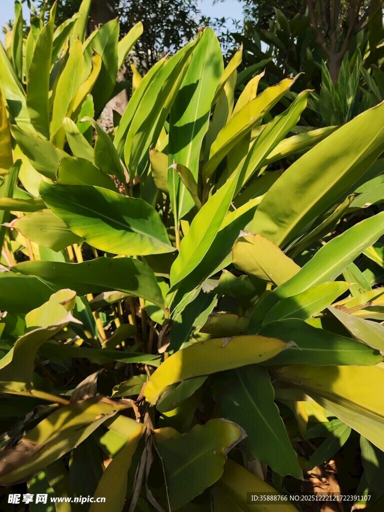 翠绿繁茂的植物叶片