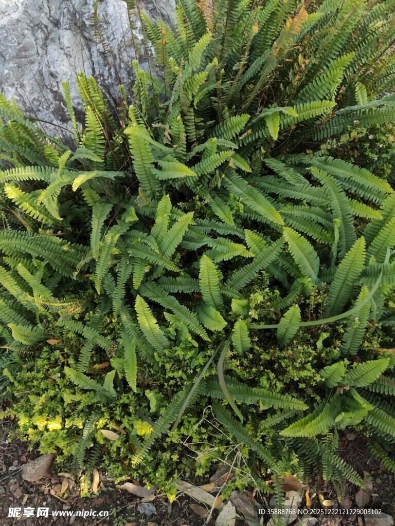 翠绿繁茂的蓬勃绿植