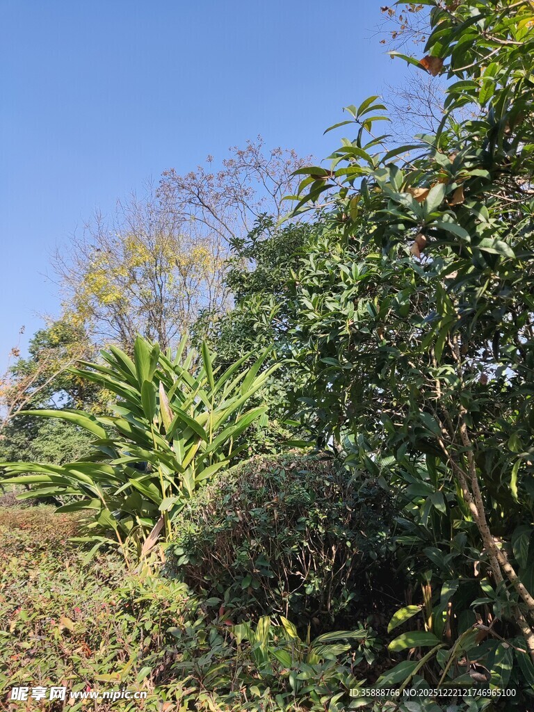 户外繁茂绿植景观