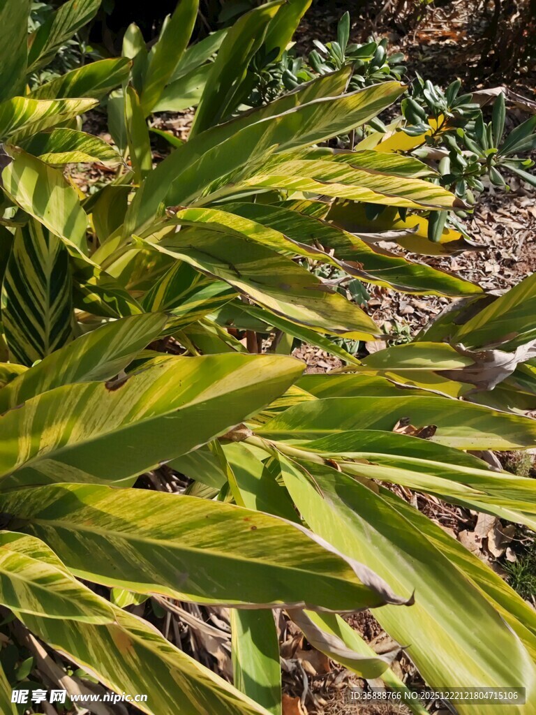 黄绿相间的植物叶片