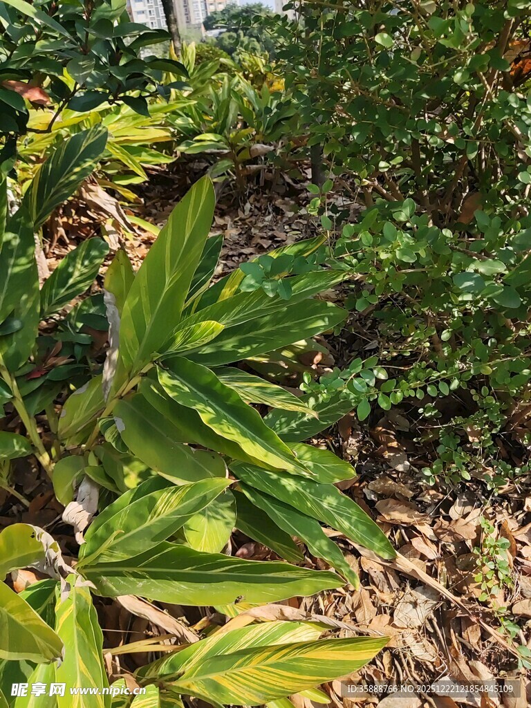 绿叶植物近景特写