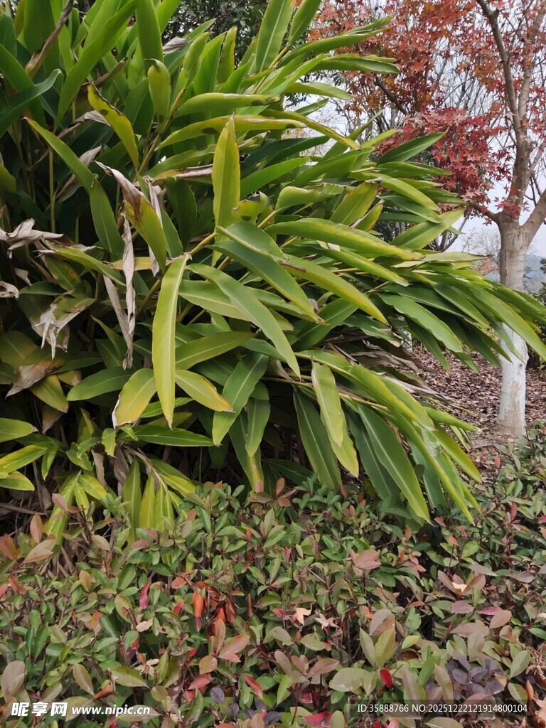 绿叶植物景观