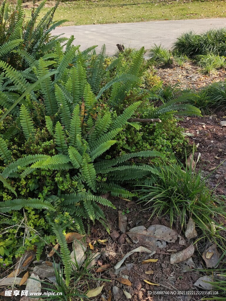 户外绿意盎然的植物景观