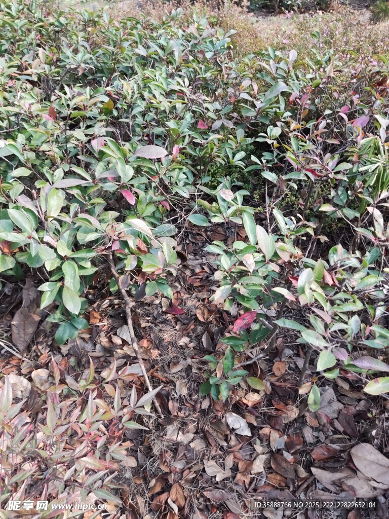 田间生长的绿色植物