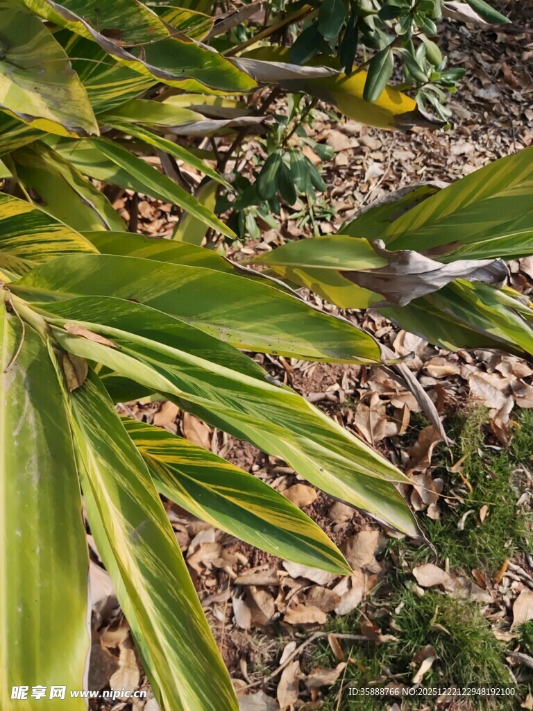 黄绿相间的植物叶片