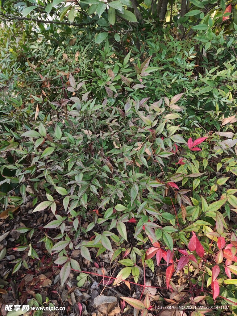 多彩植物景观