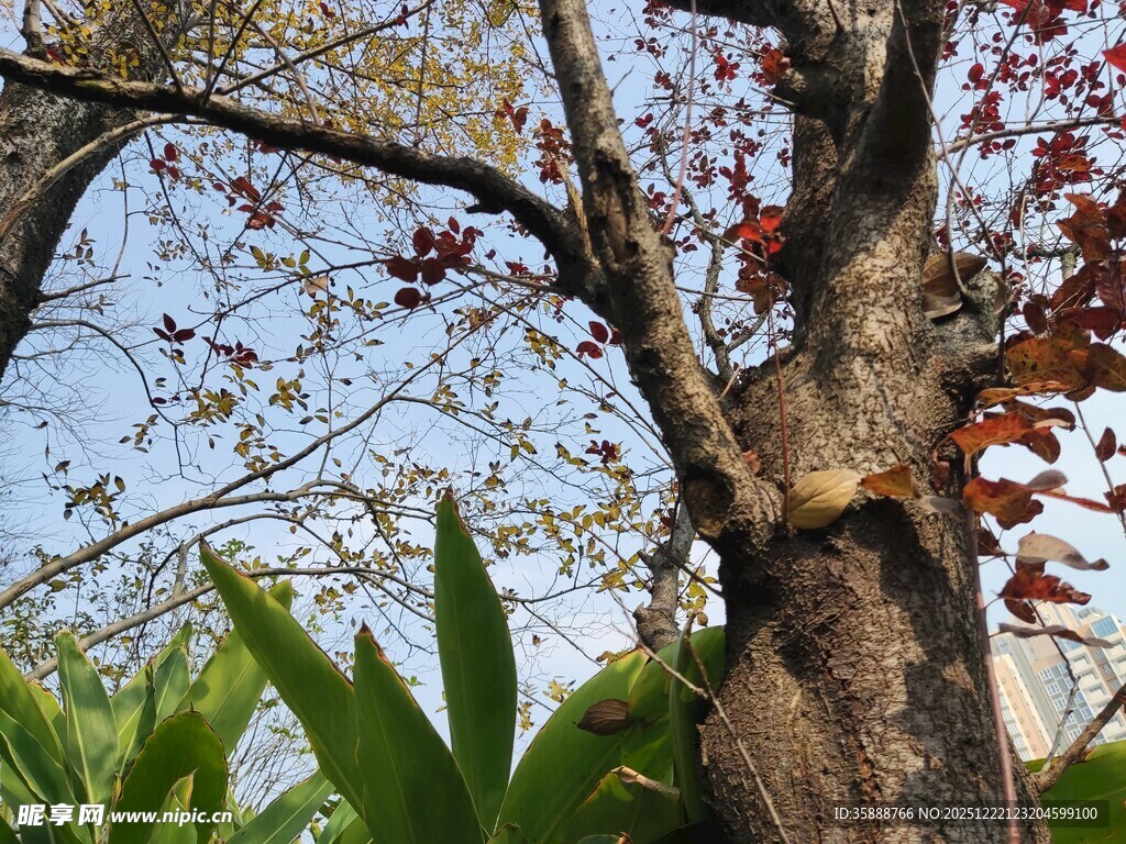 老树旁的绿植与红叶