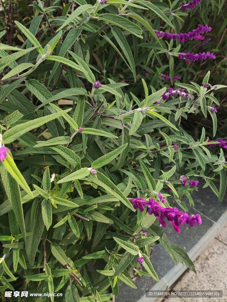 紫色花卉与绿叶植物景观