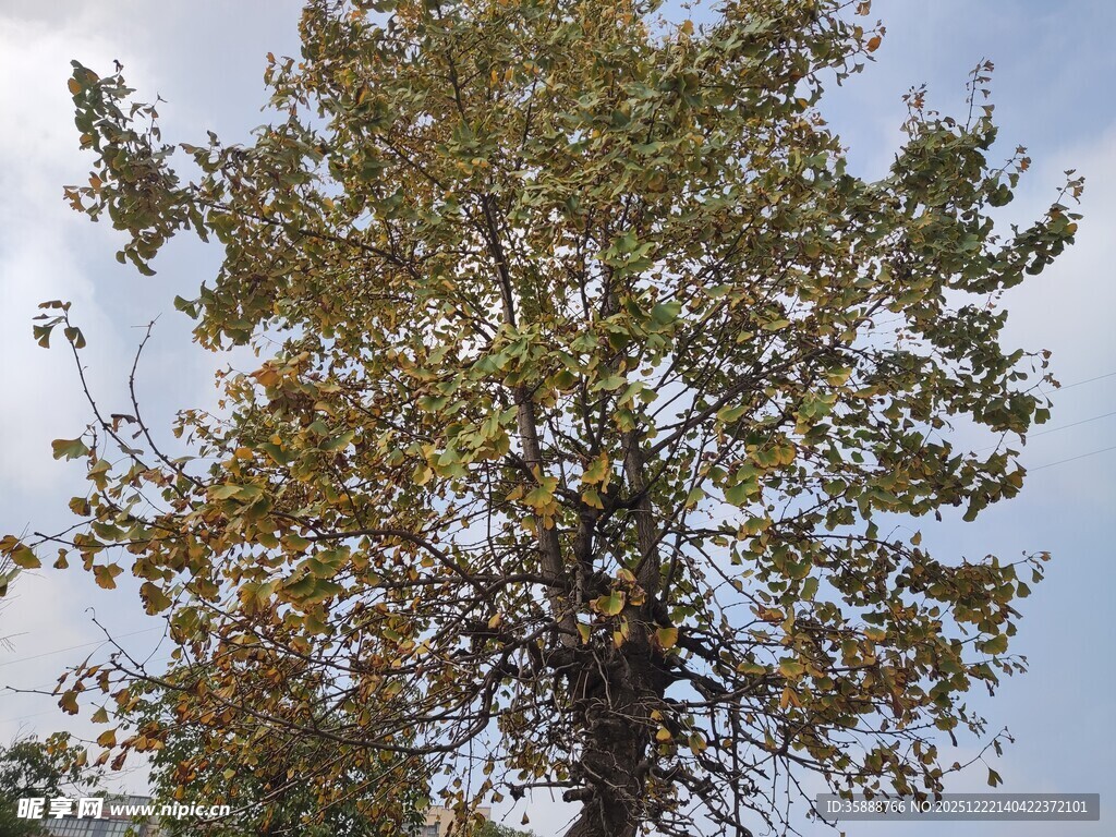 高大树木枝叶繁茂