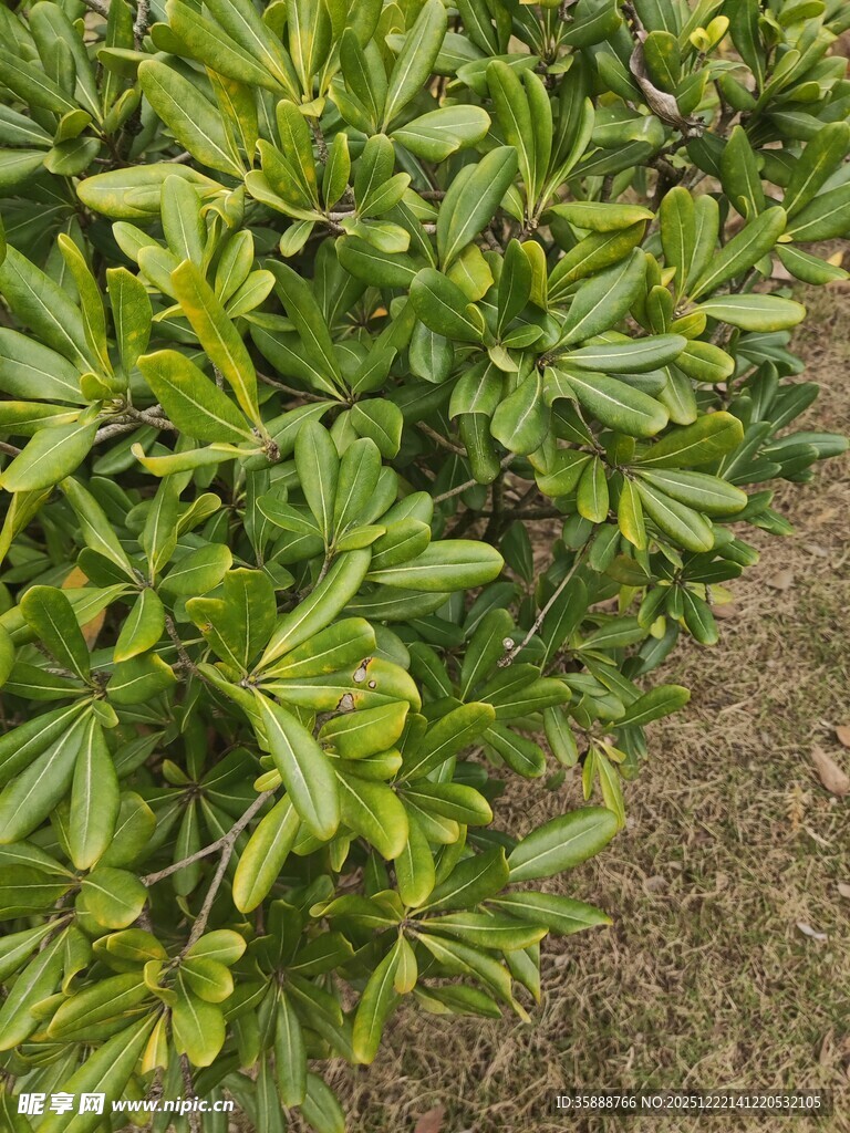 绿叶繁茂的灌木丛