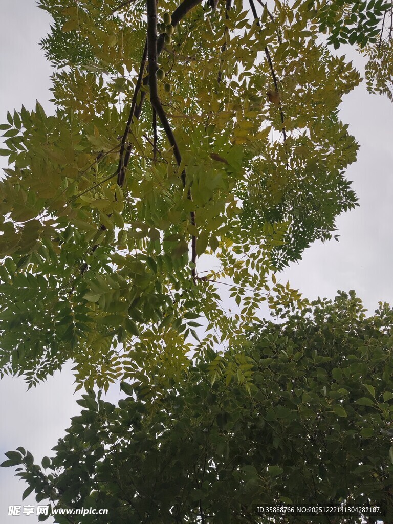 仰视繁茂枝叶