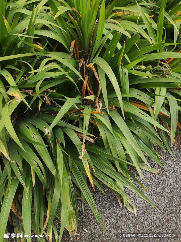 路边翠绿的丛生植物