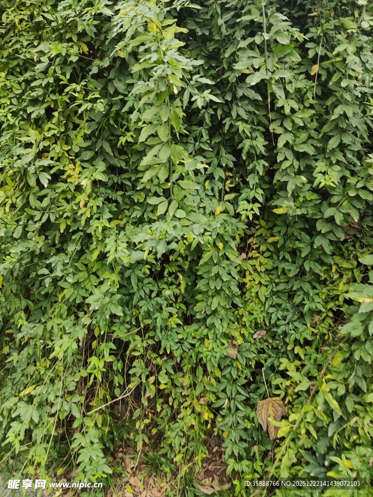 翠绿繁茂的藤蔓植物