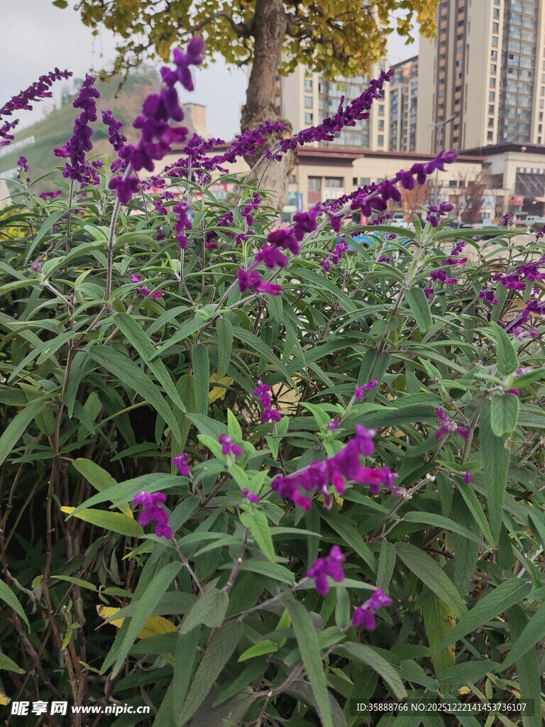 紫色花卉绽放于绿植间