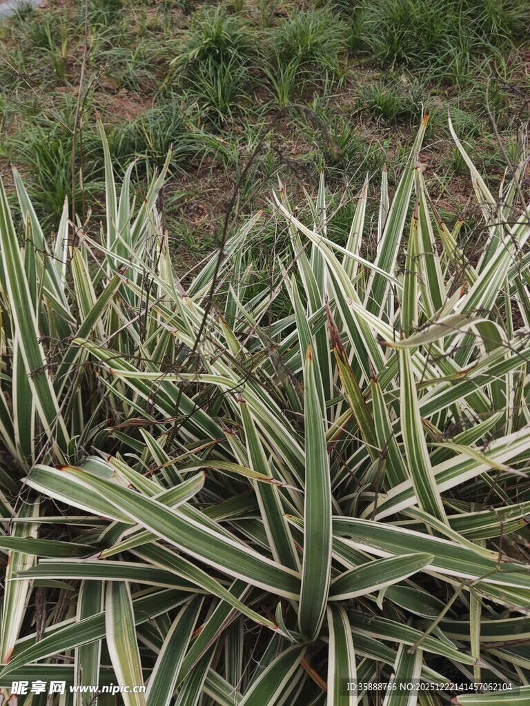 条纹叶片植物特写