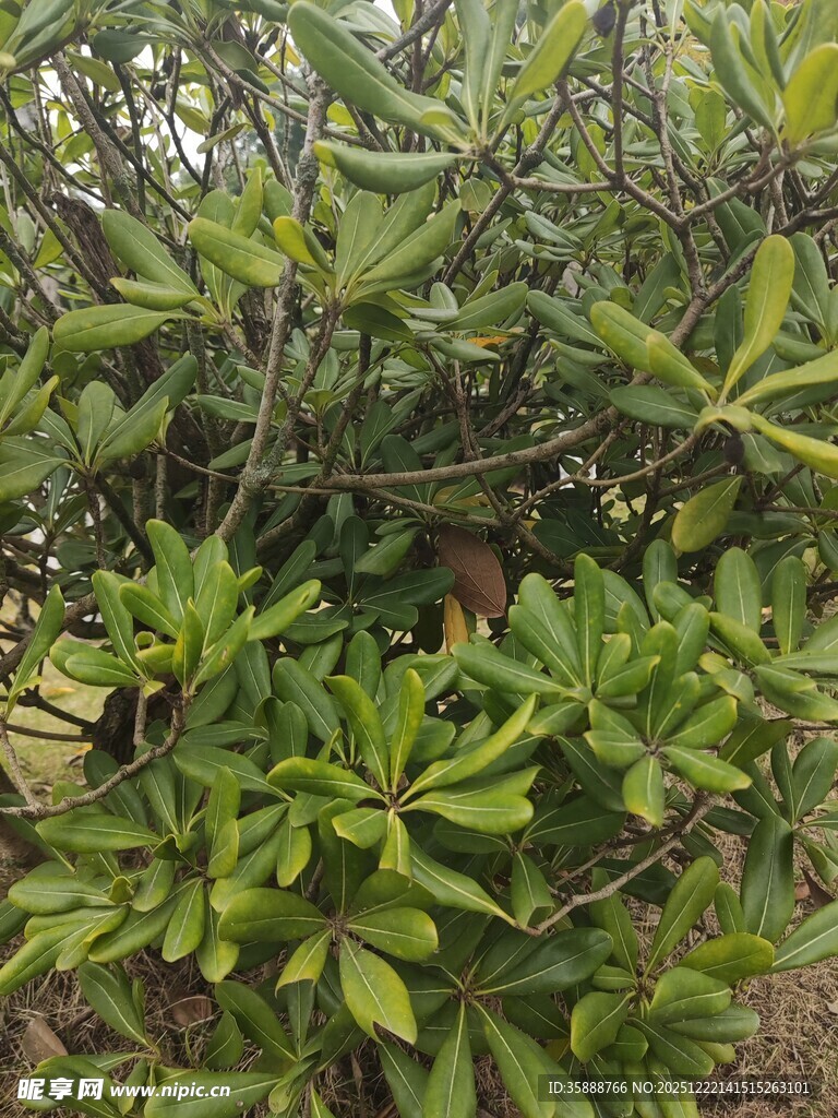 绿叶繁茂的植物景观