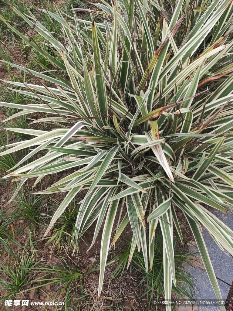 银边山菅兰植物特写