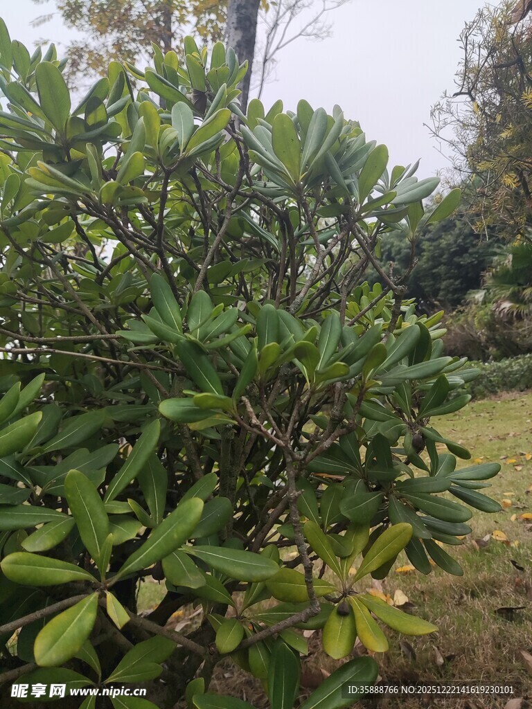 绿叶繁茂的户外灌木丛