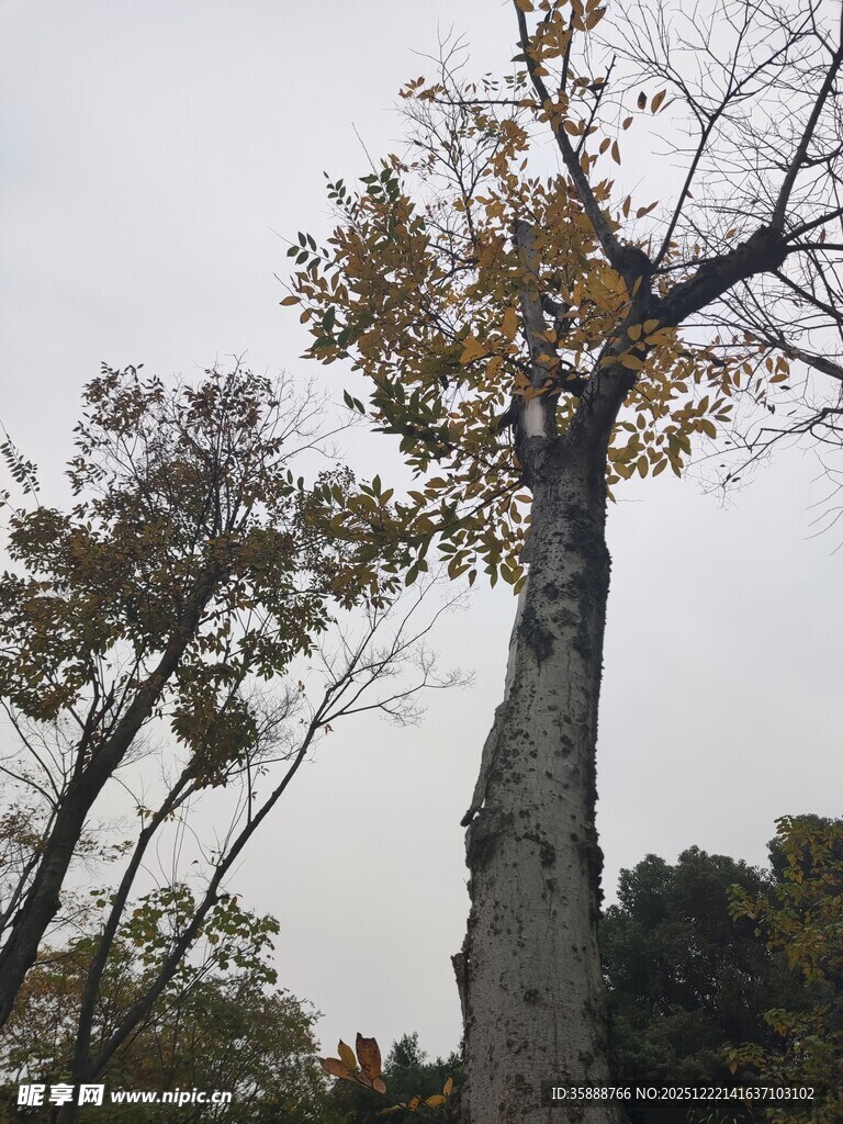 秋日挺拔银杏树